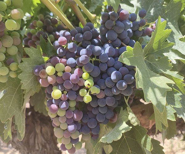 uvas viñedo tinto Roa